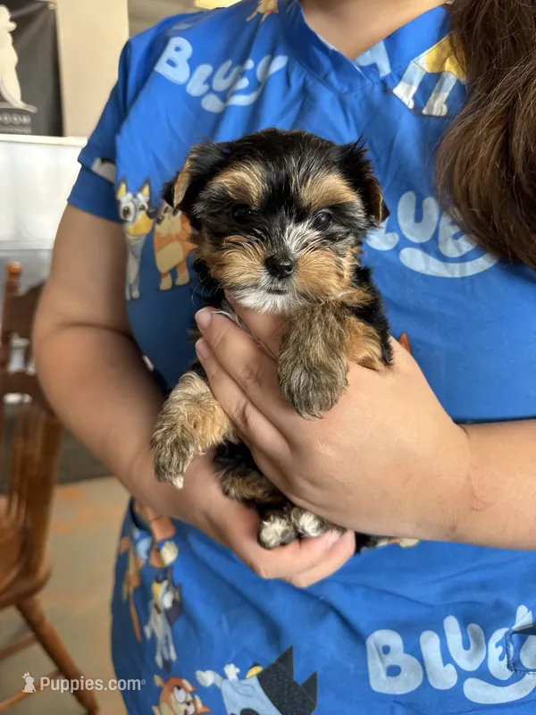 Rose – Yorkshire Terrier puppy for sale in Denham Springs, LA