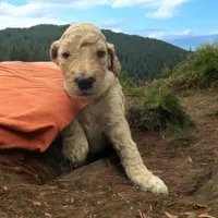Cream girl 1, a female Poodle - Standard  for sale in Denham Springs, LA – Photo 3 of 9