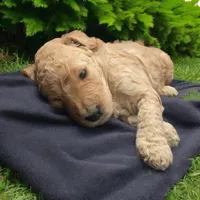 Cream girl 1, a female Poodle - Standard  for sale in Denham Springs, LA – Photo 2 of 9