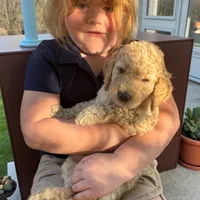 Cream girl 1, a female Poodle - Standard  for sale in Denham Springs, LA – Photo 1 of 9