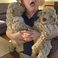 Cream girl 1, a female Poodle - Standard  for sale in Denham Springs, LA – Photo 9 of 9