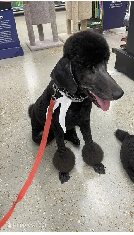 Saint  – Poodle - Standard  puppy for sale in Denham Springs, LA