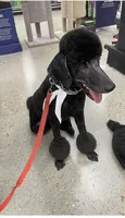 Saint , a male Poodle - Standard  for sale in Denham Springs, LA – 1 of 2