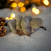 Cream girl 2, a male Poodle - Standard  for sale in Denham Springs, LA – Photo 7 of 10