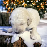 Cream girl 2, a male Poodle - Standard  for sale in Denham Springs, LA – Photo 5 of 10