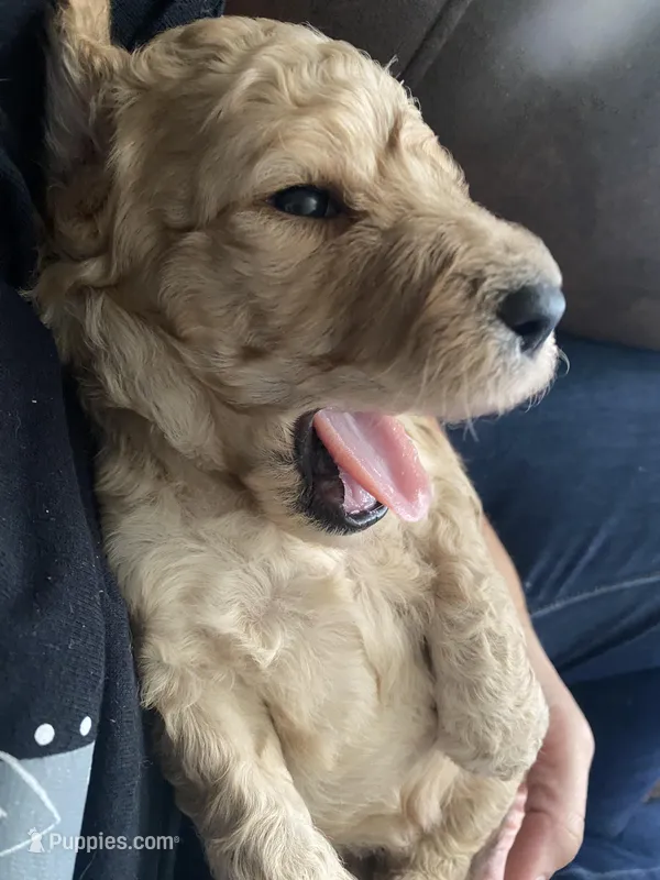 Cream girl 2, a male Poodle - Standard  for sale in Denham Springs, LA – Photo 1 of 10