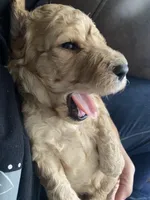 Cream girl 2, a male Poodle - Standard  for sale in Denham Springs, LA – Photo 1 of 10