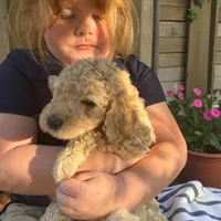 Cream girl 2, a male Poodle - Standard  for sale in Denham Springs, LA – Photo 3 of 10