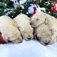 Cream girl 2, a male Poodle - Standard  for sale in Denham Springs, LA – Photo 4 of 10