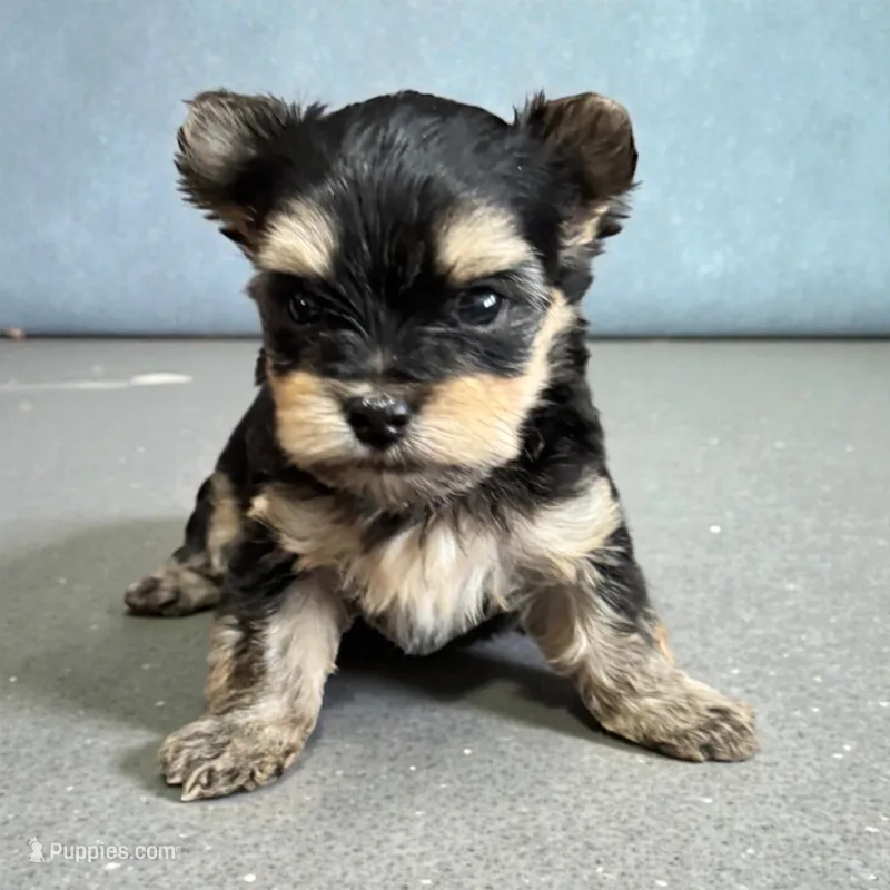 Jasper – Yorkshire Terrier puppy for sale in Denham Springs, LA