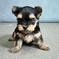 Jasper, a female Yorkshire Terrier for sale in Denham Springs, LA – 1 of 2