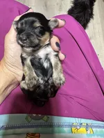 Dojo, a male Yorkshire Terrier for sale in Denham Springs, LA – Photo 4 of 10