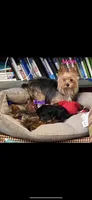 Dojo, a male Yorkshire Terrier for sale in Denham Springs, LA – Photo 6 of 10