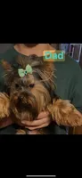 Dojo, a male Yorkshire Terrier for sale in Denham Springs, LA – Photo 5 of 10