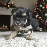 Dojo, a male Yorkshire Terrier for sale in Denham Springs, LA – Photo 3 of 10