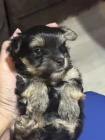 Dojo, a male Yorkshire Terrier for sale in Denham Springs, LA – Photo 2 of 10