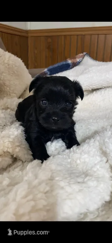 Girl 2, a female Yorkshire Terrier for sale in Denham Springs, LA – Photo 1 of 7