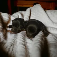 Girl 2, a female Yorkshire Terrier for sale in Denham Springs, LA – Photo 4 of 7