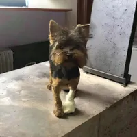 Girl 2, a female Yorkshire Terrier for sale in Denham Springs, LA – Photo 7 of 7