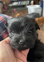 Girl 2, a female Yorkshire Terrier for sale in Denham Springs, LA – Photo 2 of 7