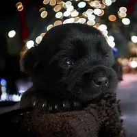 Girl 2, a female Yorkshire Terrier for sale in Denham Springs, LA – Photo 5 of 7