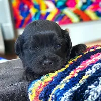 Girl 2, a female Yorkshire Terrier for sale in Denham Springs, LA – Photo 3 of 7