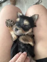 Wendy, a female Yorkshire Terrier for sale in Denham Springs, LA – 3 of 4