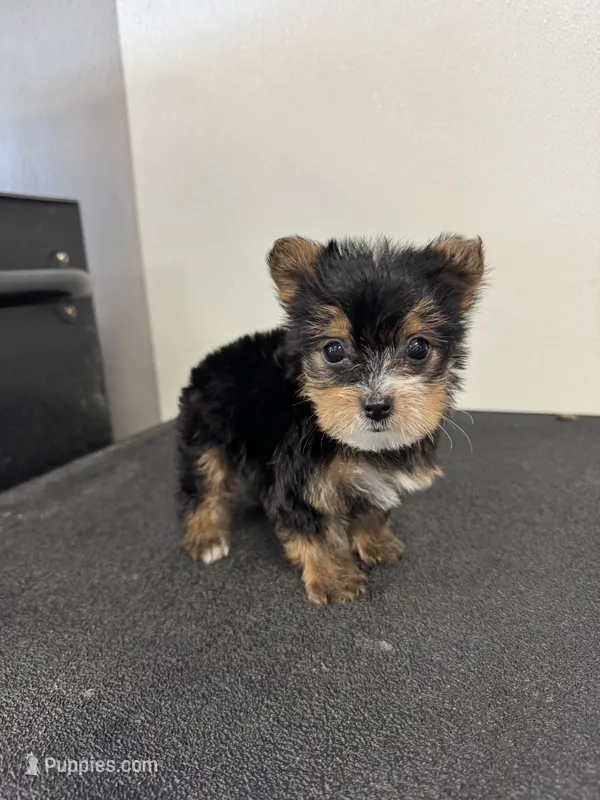 Willow – Yorkshire Terrier puppy for sale in Denham Springs, LA