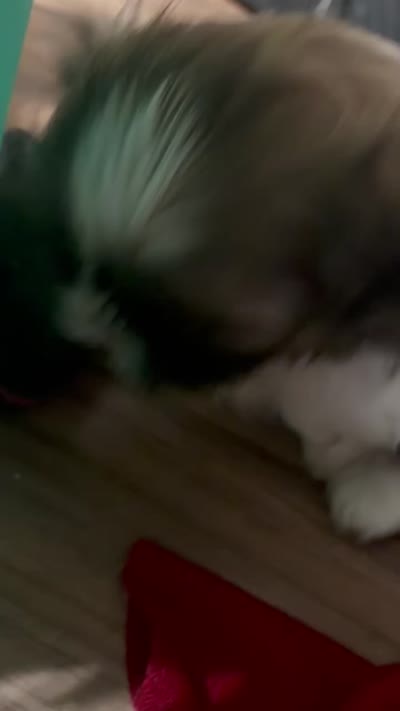 Levi, a male Shih Tzu for sale in Denham Springs, LA – 3 of 3