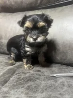 Opal, a female Yorkshire Terrier for sale in Denham Springs, LA – Photo 1 of 5