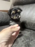 Opal, a female Yorkshire Terrier for sale in Denham Springs, LA – Photo 2 of 5