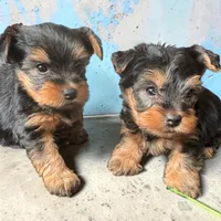Peter, a male Yorkshire Terrier for sale in Denham Springs, LA – 2 of 4