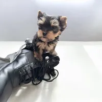 Jasper, a female Yorkshire Terrier for sale in Denham Springs, LA – 2 of 9