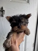 Teacup male, a male Yorkshire Terrier for sale in Denham Springs, LA – 3 of 4