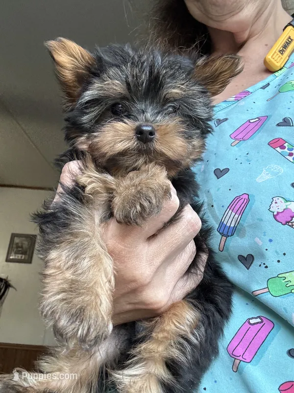 Teacup male – Yorkshire Terrier puppy for sale in Denham Springs, LA