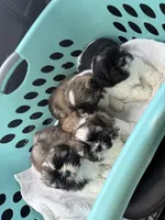 Sissy, a female Shih Tzu for sale in Denham Springs, LA – 2 of 3