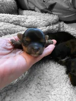 Girl 4, a female Yorkshire Terrier for sale in Denham Springs, LA – Photo 7 of 10