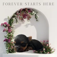 Girl 4, a female Yorkshire Terrier for sale in Denham Springs, LA – Photo 1 of 10