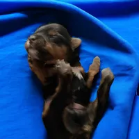 Girl 4, a female Yorkshire Terrier for sale in Denham Springs, LA – Photo 6 of 10