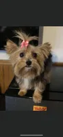 Girl 4, a female Yorkshire Terrier for sale in Denham Springs, LA – Photo 9 of 10