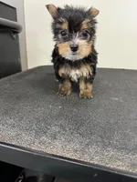 Willow, a female Yorkshire Terrier for sale in Denham Springs, LA – 2 of 6