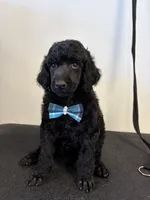 Winston, a male Poodle - Standard  for sale in Denham Springs, LA – 1 of 1