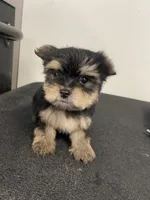 Jasper, a female Yorkshire Terrier for sale in Denham Springs, LA – 2 of 4