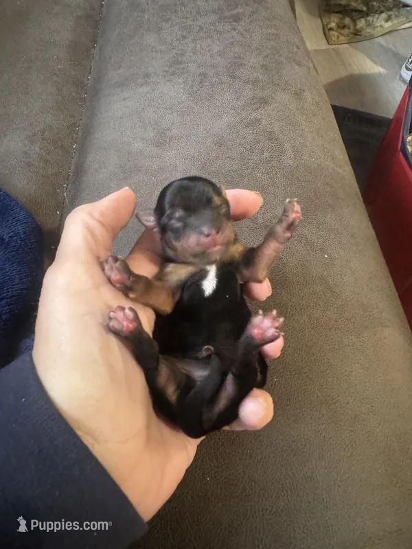 Jasmine, a female Yorkshire Terrier for sale in Denham Springs, LA – Photo 1 of 4