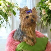 Jasmine, a female Yorkshire Terrier for sale in Denham Springs, LA – Photo 2 of 4