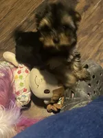 Tiny girl 1, a female Yorkshire Terrier for sale in Denham Springs, LA – Photo 3 of 8