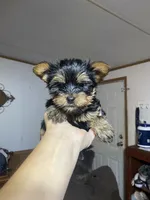 Tiny girl 1, a female Yorkshire Terrier for sale in Denham Springs, LA – Photo 2 of 8