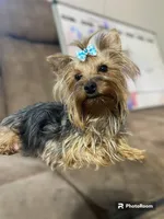 Tiny girl 1, a female Yorkshire Terrier for sale in Denham Springs, LA – Photo 8 of 8
