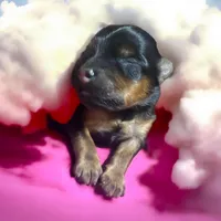 Tiny girl 1, a female Yorkshire Terrier for sale in Denham Springs, LA – Photo 6 of 8