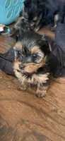 Tiny girl 1, a female Yorkshire Terrier for sale in Denham Springs, LA – Photo 1 of 8